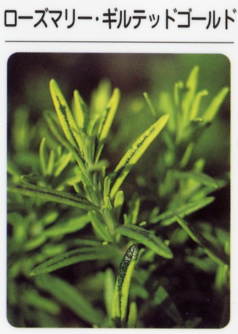 ローズマリー 本物・安心・安全。有機・無農薬栽培ハーブ販売