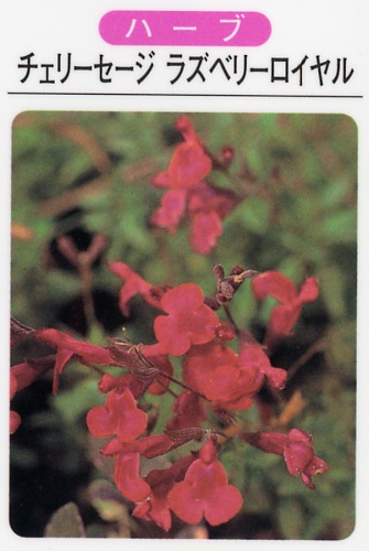 チェリーセージ　ラズベリーロイヤル（3寸ポット） ハーブ苗　