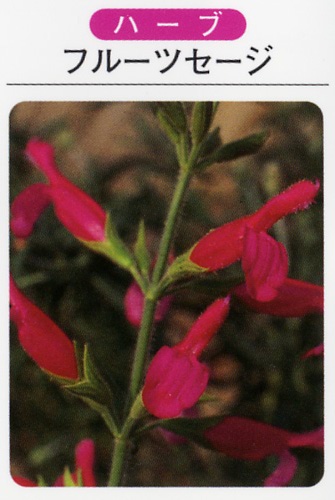 フルーツセージ（3寸ポット） ハーブ苗　