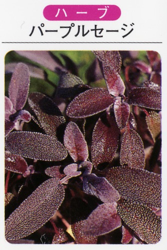 パープルセージ（3寸ポット） ハーブ苗　