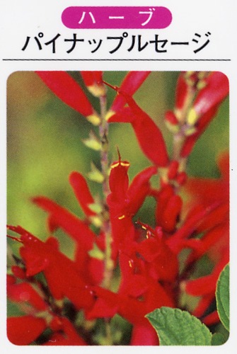 パイナップルセージ（3寸ポット） ハーブ苗　