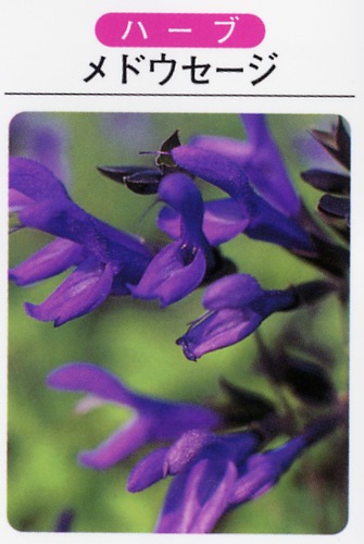 メドウセージ（3寸ポット） ハーブ苗　