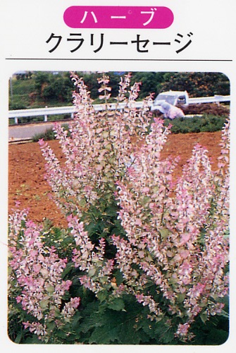 クラリーセージ（3寸ポット） ハーブ苗　