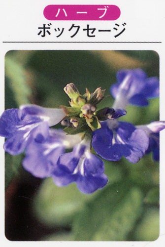 ハーブ苗　ボックセージ（3寸ポット）