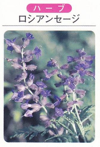 ロシアンセージ（3寸ポット） ハーブ苗　