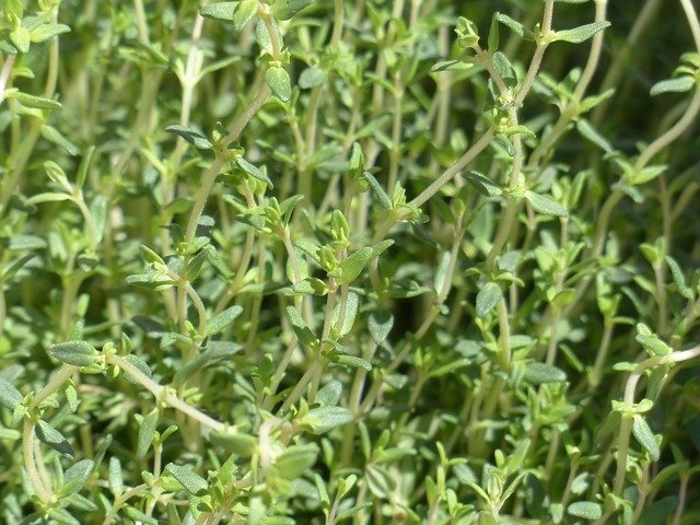 レモンタイム 有機ｊａｓ認定 静岡産 オーガニックフレッシュハーブ 本物 安心 安全 有機 無農薬栽培ハーブ販売 落合ハーブ園