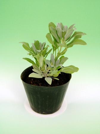 ホワイトセージ（3寸ポット） ハーブ苗