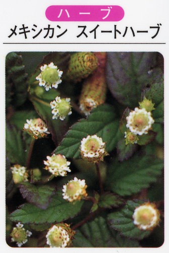 メキシカンスイートハーブ（3寸ポット） ハーブ苗　