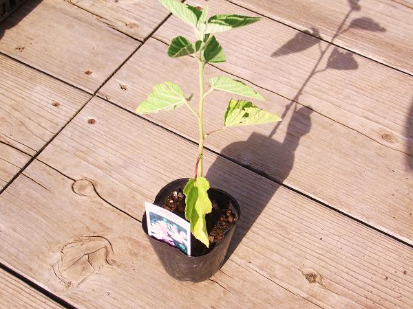 ムスクマロウ苗