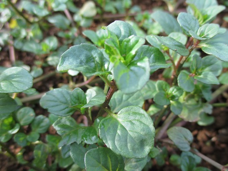 オレンジミント お徳用 100g 有機ｊａｓ認定 静岡産 オーガニックフレッシュハーブ 本物 安心 安全 有機 無農薬栽培ハーブ販売 落合ハーブ園