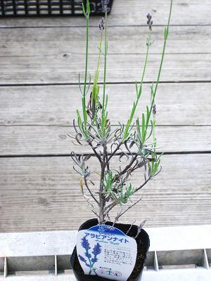 ラベンダーアラビアンナイト