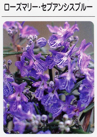 ローズマリーセブアンシスブルー（3寸ポット） ハーブ苗 本物・安心