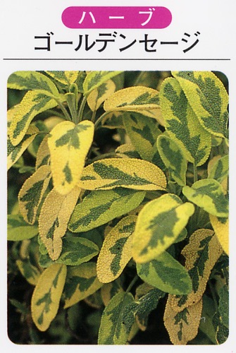 ゴールデンセージ（3寸ポット） ハーブ苗　