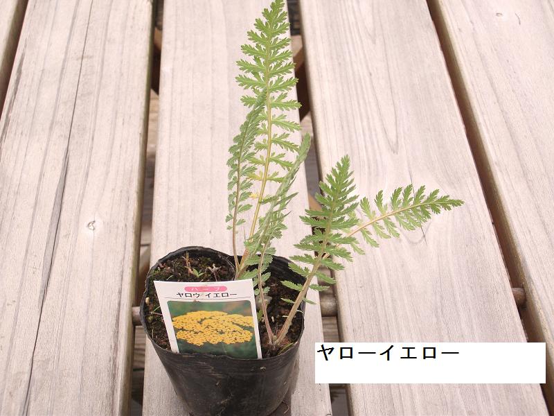 ヤローイエロー