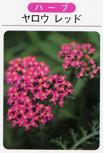 ヤロー　レッド（3寸ポット）ハーブ苗　