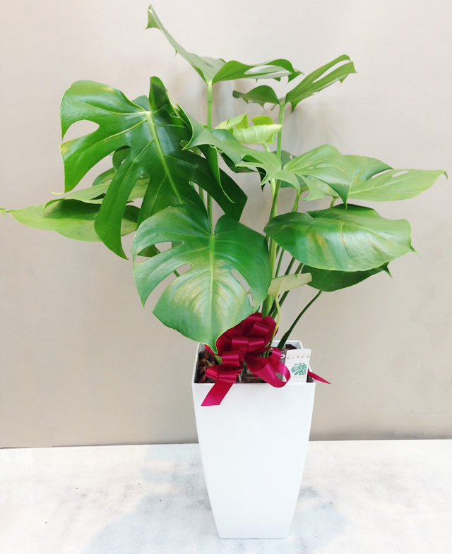 モンステラ Mサイズ（POP_MON-GM）