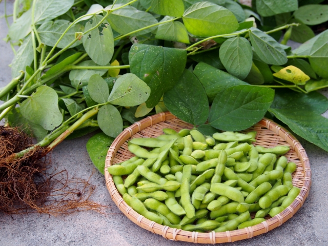 佐野ファーム黒埼茶豆