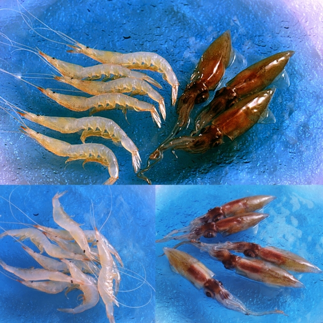 深海の競演