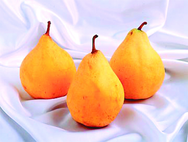 （発送期間12月上旬～20日頃）＜数量限定＞ 新潟市南区 木村農園さんの西洋梨の王様　ル　レクチエ 　6～7玉（約2kg） | こめや丸七　◆販売期間：2025/10/27～2025/12/14