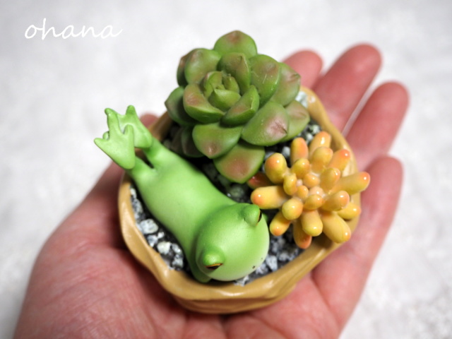 多肉植物鉢とカエル