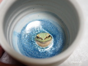 こんにちはカップ