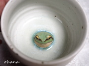 アマガエルのカップ