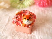 柴犬のふく