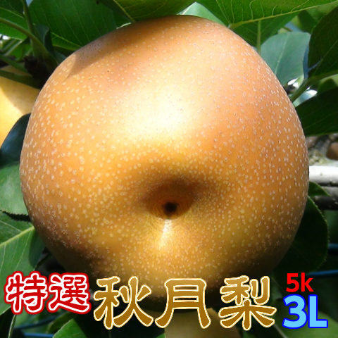 特選完熟秋月梨3L以上5kg14玉以下