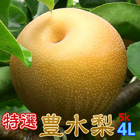 梨 茨城県 なし 豊水 フルーツ 送料無料 特選完熟梨5kg 豊水 4l12玉 1日5箱限定 吉田照美の番組で紹介 ギフト ランキング1位 ナシ 果物 お取り寄せ 産地直送 茨城県のこだわり特産品通販ショップ おいしいね いばらき
