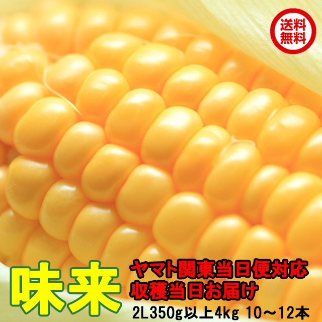 朝採りとうもろこし《収穫日出荷/即日お届け》