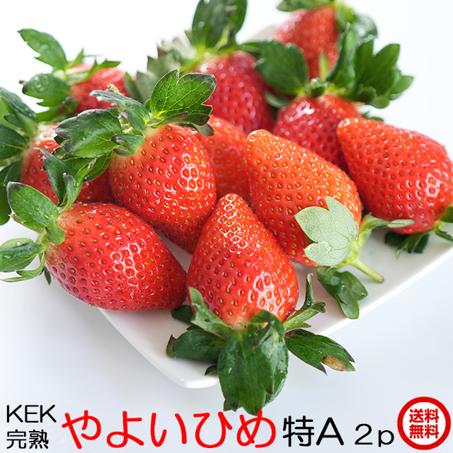 送料無料,ギフト,いちご,やよいひめ,大粒(特A),2パック
