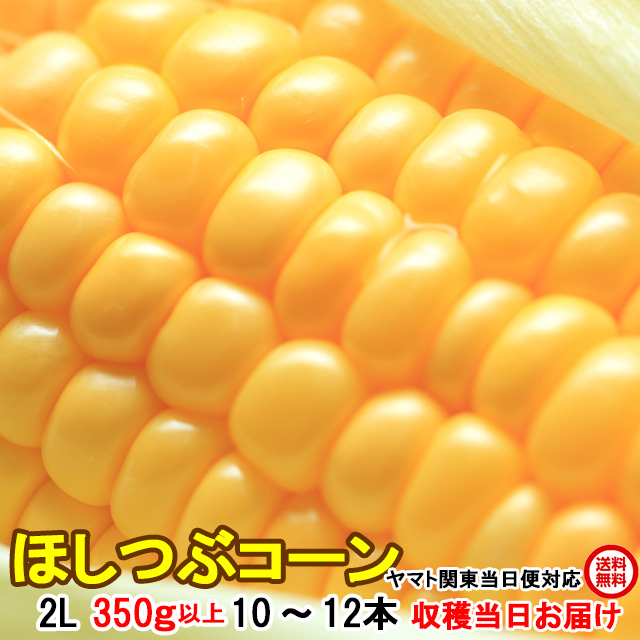 朝採りとうもろこし《収穫日出荷/即日お届け》