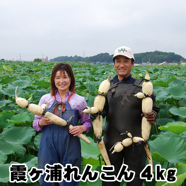 れんこん ギフト レンコン 土浦 霞ヶ浦れんこん 約4kg 蓮根 保存 方法 長持ち 贈答用 国産 茨城県産 送料無料 産地直送 lotus root 父の日