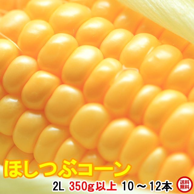 朝採りトウモロコシ当日出荷