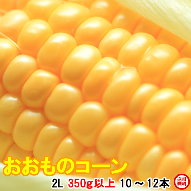 朝採りとうもろこし《収穫日出荷/即日お届け》