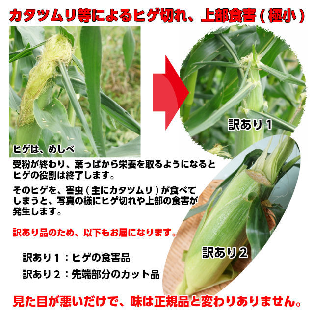 訳あり朝採りとうもろこし《収穫日出荷/即日お届け》