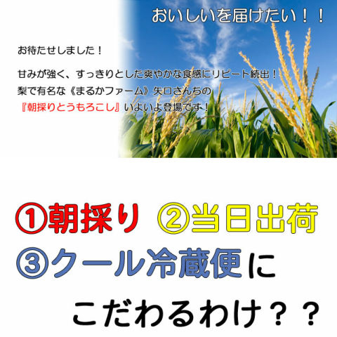朝採りとうもろこし《収穫日出荷/即日お届け》