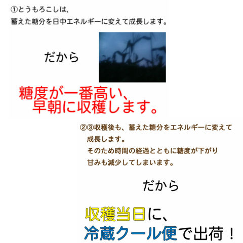 朝採りとうもろ朝採りとうもろこし収穫当日出荷