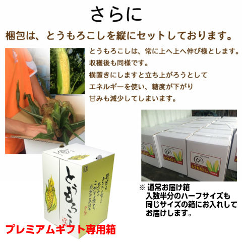 朝採りとうも朝採りとうもろこし収穫当日出荷