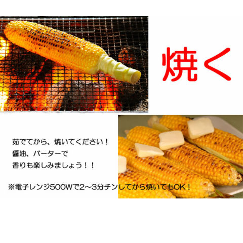 朝採りとうもろこし《収穫日出荷/即日お届け》