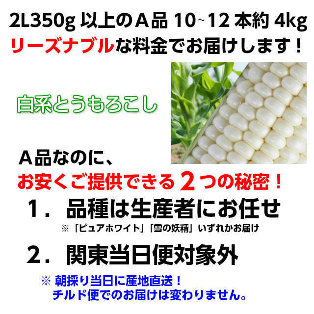 朝採りとうもろこし《収穫日出荷/即日お届け》