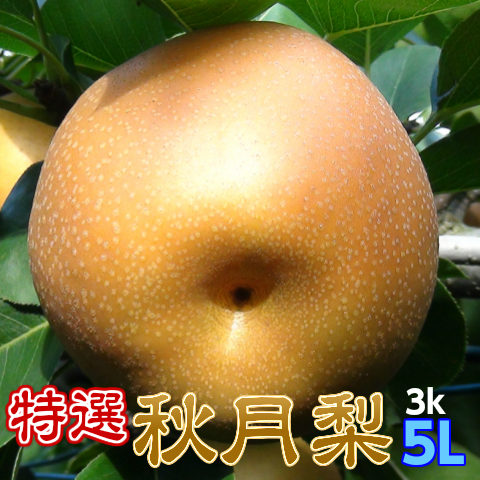 特選完熟秋月梨3L以上5kg14玉以下