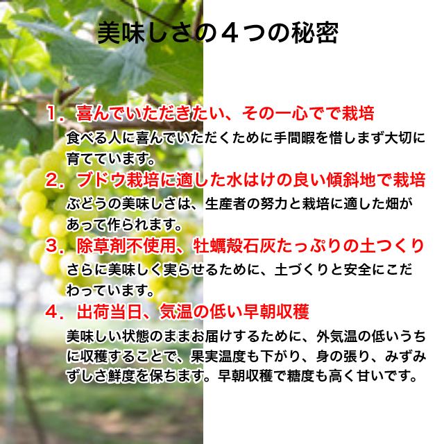 お試し【送料無料】鈴木ぶどう園の朝採り訳ありシャインマスカット