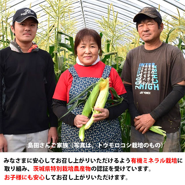 送料無料 大玉 スイカ ギフト 紅孔雀スイカ 2L以上 1玉 すいか