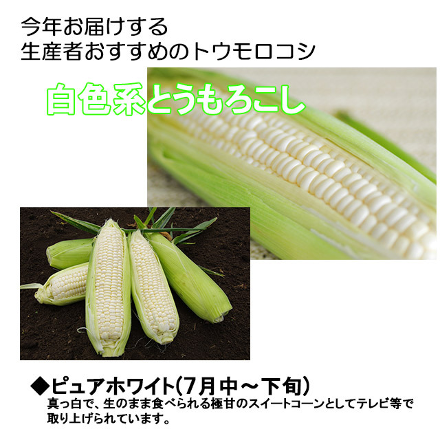 朝採りとうもろこし収穫当日出荷
