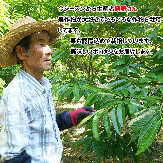 送料無料 時代物　栗根付　秀逸作 2025年夏ギフト（お中元） 角館・くら吉 善兵衛栗（西明寺栗