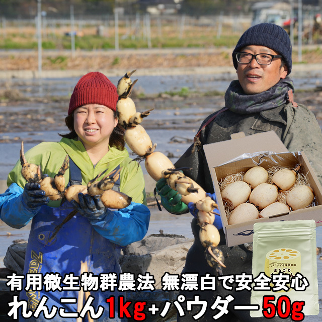 送料無料,すずき蓮根農園のれんこん