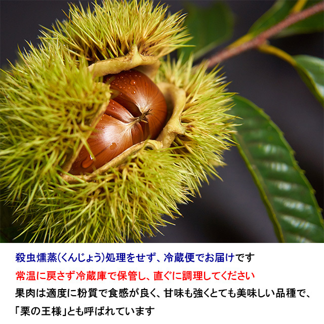 菊地さんちの生栗(利平)