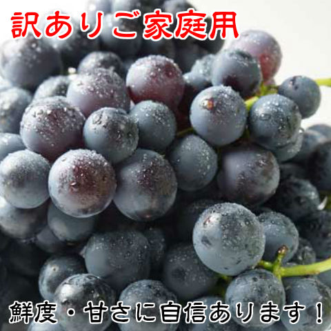 お試し【送料無料】鈴木ぶどう園の朝採り訳あり巨峰