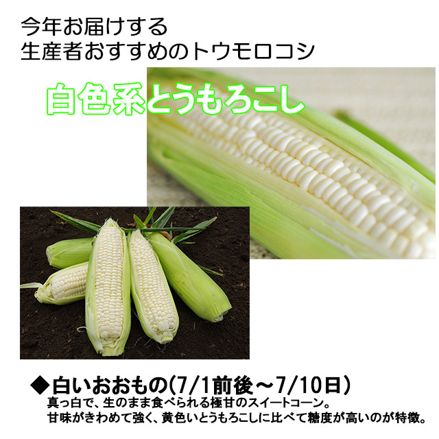 朝採りとうもろこし《収穫日出荷/即日お届け》